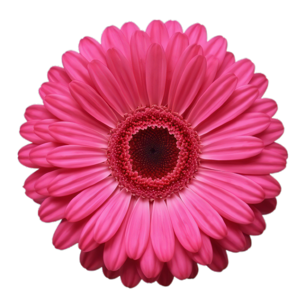 Flower PNG Images